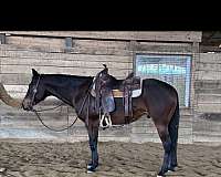 quarter-horse-gelding