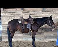 quarter-horse-for-sale