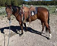 athletic-quarter-horse