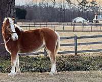 belgian-haflinger-colt-mare