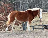 belgian-haflinger-horse-for-sale