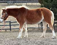 belgian-haflinger