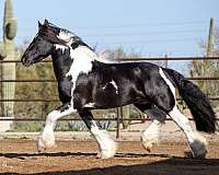 destrier-gypsy-vanner-horse