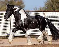 baroque-pinto-gypsy-vanner-horse