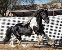 destrier-horse