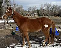 quarter-horse-for-sale