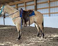 ranch-work-quarter-horse