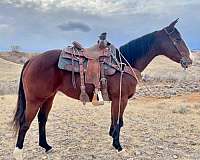 calf-roping-quarter-horse