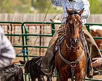 calf-roping-quarter-horse