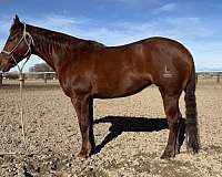 athletic-quarter-horse