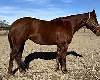 breeding-quarter-horse