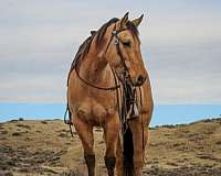 athletic-quarter-horse