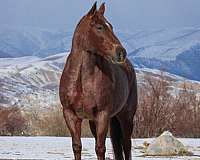 cutting-prospect-quarter-horse