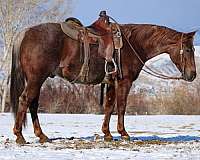 athletic-quarter-horse