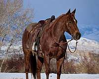 calf-roping-quarter-horse