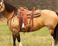 all-around-draft-horse