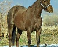 breeding-quarter-horse