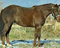 athletic-quarter-horse