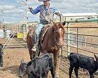 calf-roping-quarter-horse