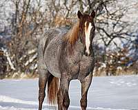 athletic-quarter-horse