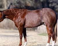 athletic-quarter-horse