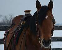 friesian-horse