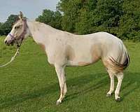 palomino-tobiano-filly