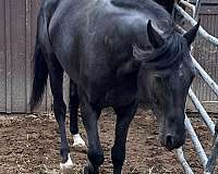 gypsy-vanners-appaloosa-horse