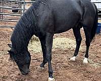 reasonable-offers-appaloosa-horse