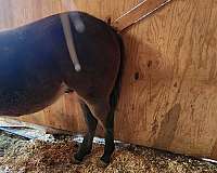 quarter-horse-for-sale