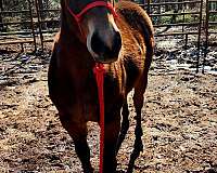 athletic-halter-colt-yearling