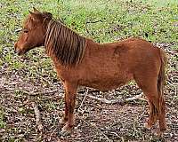 excellent-mare-miniature-pony