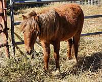 dam-miniature-pony