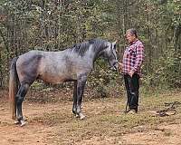 free-jumping-andalusian-horse