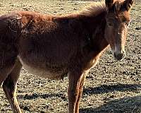 foal-mule