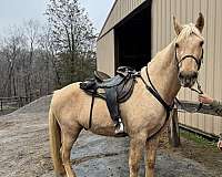 palomino-tennessee-walking-horse