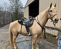 gaited-tennessee-walking-horse