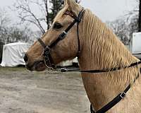 tennessee-walker-walking-horse