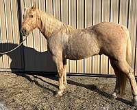 companion-tennessee-walking-horse