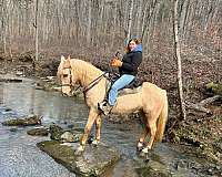 trail-tennessee-walking-horse