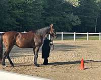 affordable-thoroughbred-horse