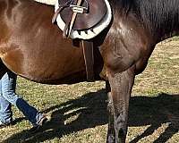 athletic-thoroughbred-horse