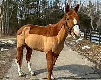 advanced-thoroughbred-horse