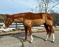 all-thoroughbred-horse