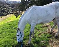 lesson-lusitano-horse