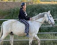 english-pleasure-lusitano-horse