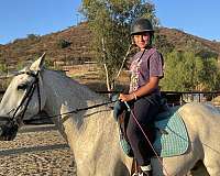 trail-riding-lusitano-horse