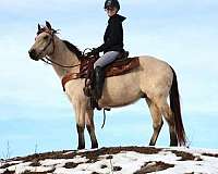 buckskin-dark-points-pony