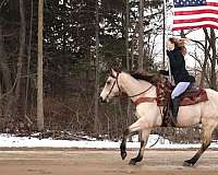 ranch-work-quarter-pony