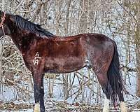 buckskin-dark-points-pony